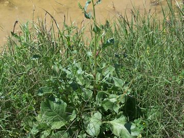 Beta vulgaris / Bietola